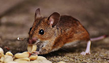 24 Hour & Emergency Exterminators in Okemos, MI